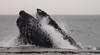 Whale Watching : 